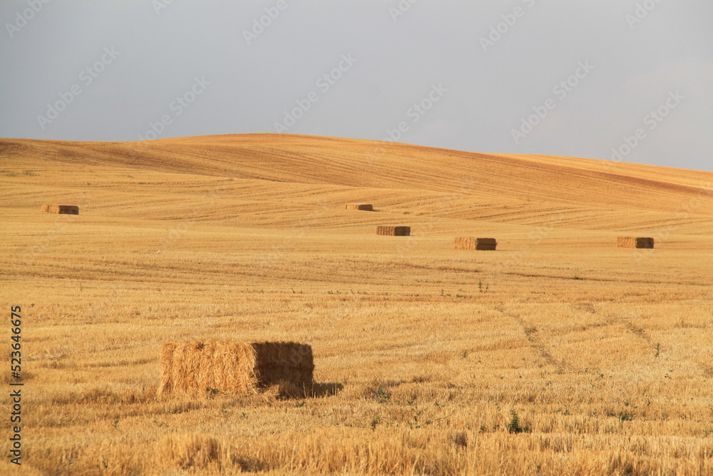 Obraz premium Fardos de paja