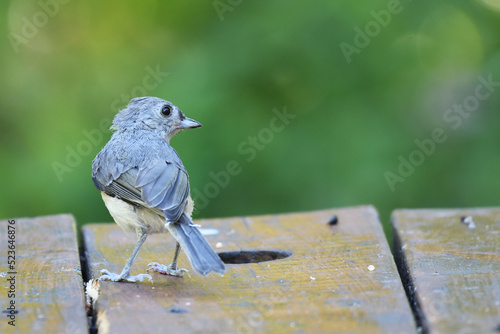 Tufted Titmouse standing on a picnic table