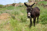 Hausesel / Donkey / Equus asinus asinus.