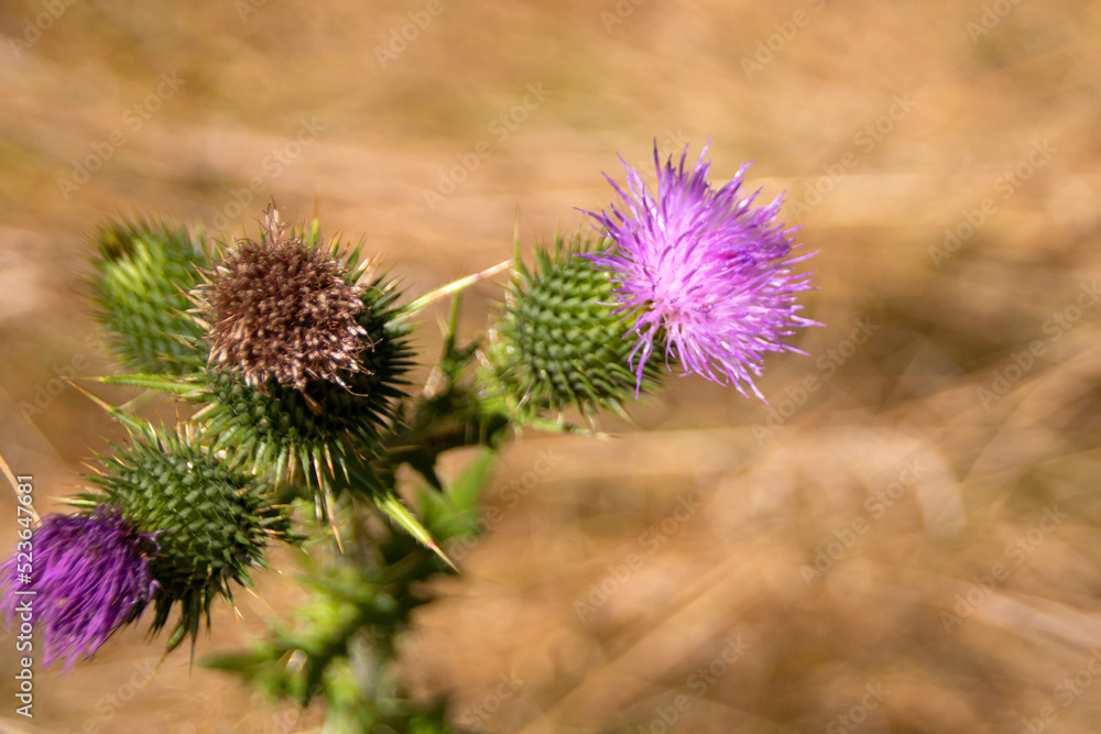 thistle in bloom