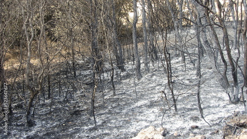 Incendio forestal  photo