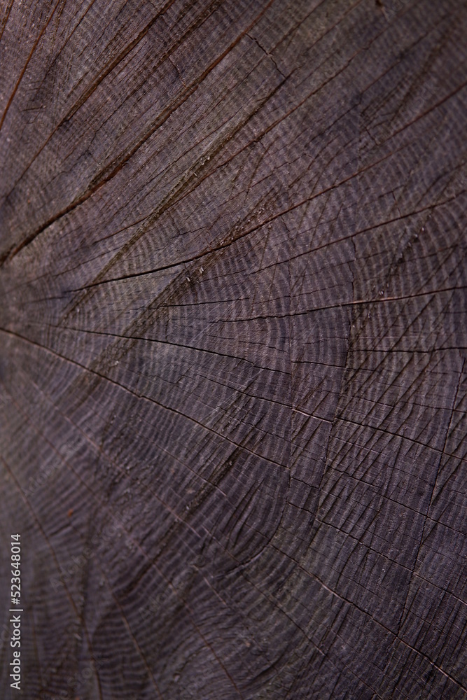 Fototapeta premium Wooden texture