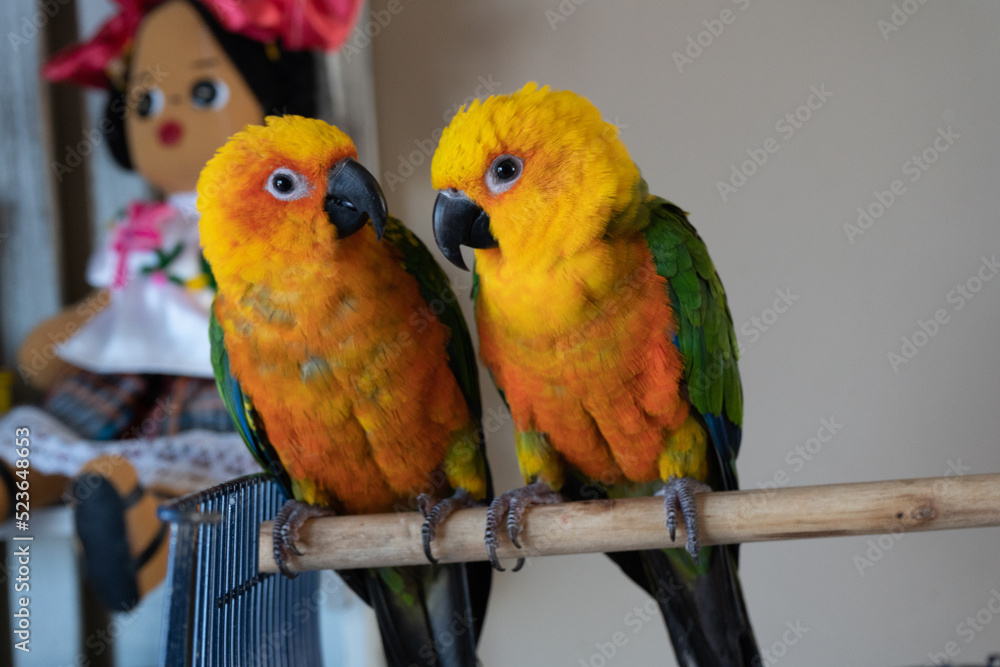 Obraz premium Two birds