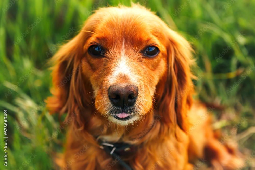 Defocus orange dog. Portrait closeup spaniel. Happy red cocker spaniel puppy portrait outdoors in summer. Spaniel walking outside in field. Face dog. Out of focus Defocus orange dog. Portrait closeup spaniel. Happy red cocker spaniel puppy portrait outdoors in summer. Spaniel walking outside in field. Face dog. Out of focus