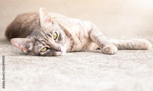 Fototapeta Naklejka Na Ścianę i Meble -  striped gray cat lies on a concrete pavement and looking at the camera