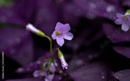 Oxalis triangularis photo