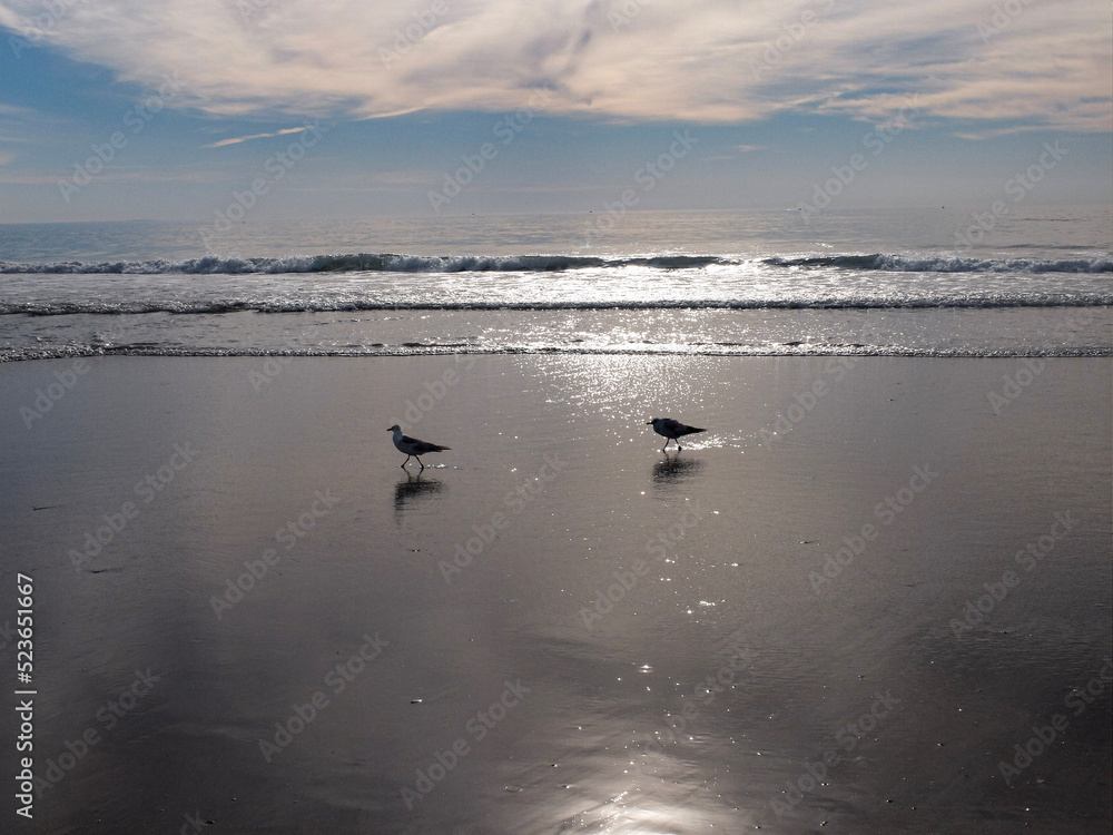 bird silhouettes on the beach