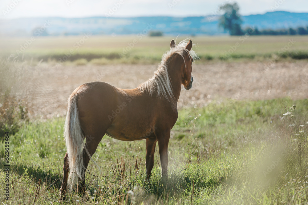 Portrait of a young pretty chestnut shetland pony mare on a pasture in summer outdoors