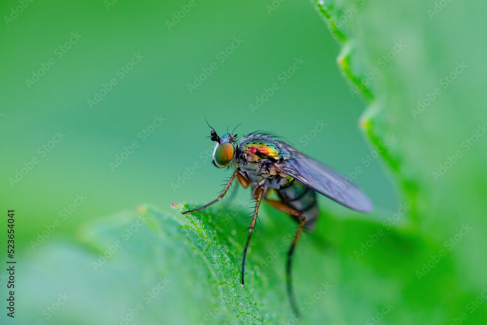 Tropical Fruit Fly Drosophila Diptera Parasite Insect Pest on Green Leaf Close-up Tropical Fruit Fly Drosophila Diptera Parasite Insect Pest on Green Leaf Close-up