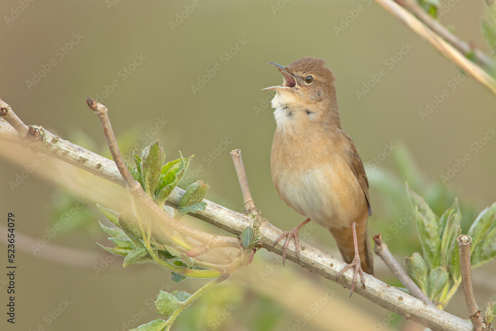 Fototapeta premium Brzęczka (Locustella luscinioides)
