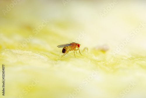 Tropical Fruit Fly Drosophila Diptera Parasite Insect Pest on Ripe Fruit or Vegetable Macro