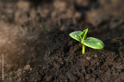 The first germinal leaves of a young cucumber close-up grow in the soil on the garden bed in drops of morning dew, against the background of the soil.