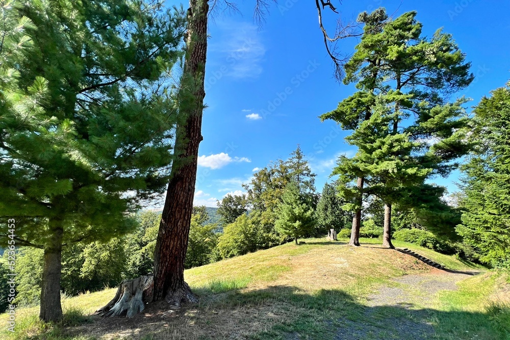 Naklejka premium trees in the park