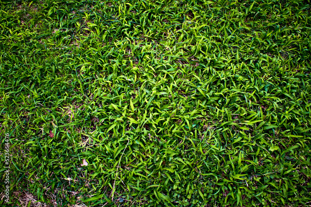texture of grass for background 