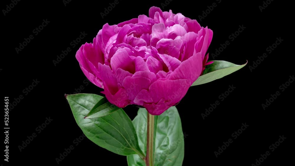 4K Time Lapse of blooming pink Peony flower isolated on black background. Timelapse of Peony petals close-up. Time-lapse of big single flower opening. 4K Time Lapse of blooming pink Peony flower isolated on black background. Timelapse of Peony petals close-up. Time-lapse of big single flower opening.