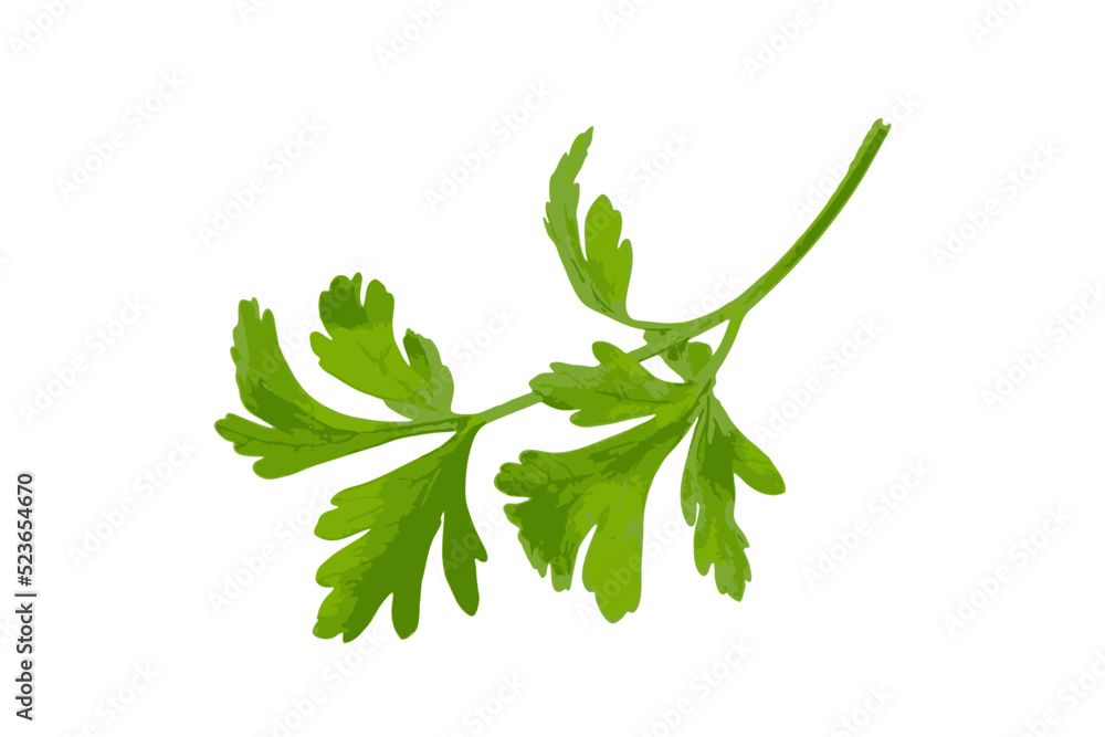 Fresh parsley leaf isolated. Cilantro leaves, raw garden parsley twig, chervil or corriender leaf on white background vector illustration Fresh parsley leaf isolated. Cilantro leaves, raw garden parsley twig, chervil or corriender leaf on white background vector illustration