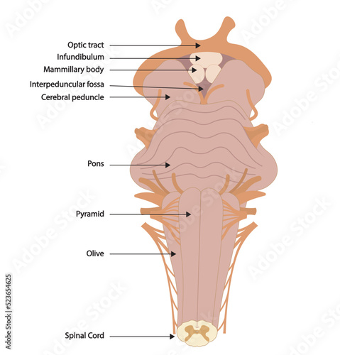 Brainstem illustration with the structures names. Ventral view of brainstrem. 