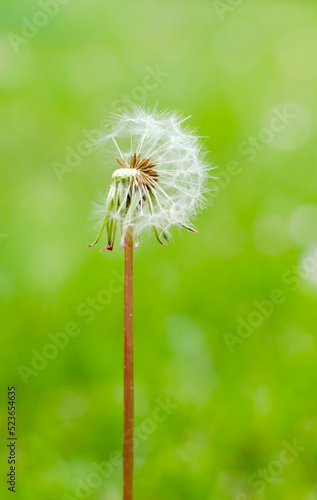 Dandelion seeds on a green background