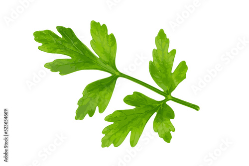 Tableau sur toile Parsley Leaves Isolated