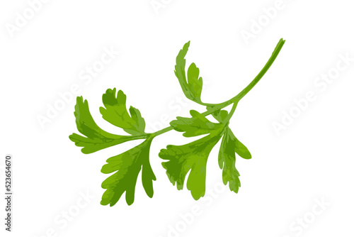 Fresh parsley leaf isolated. Cilantro leaves, raw garden parsley twig, chervil or corriender leaf on white background vector illustration