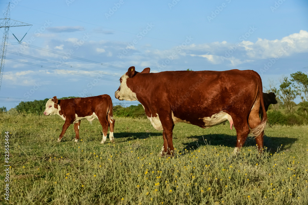 Cattle raising with natural pastures in Pampas countryside, La Pampa Province,Patagonia, Argentina. Cattle raising with natural pastures in Pampas countryside, La Pampa Province,Patagonia, Argentina.