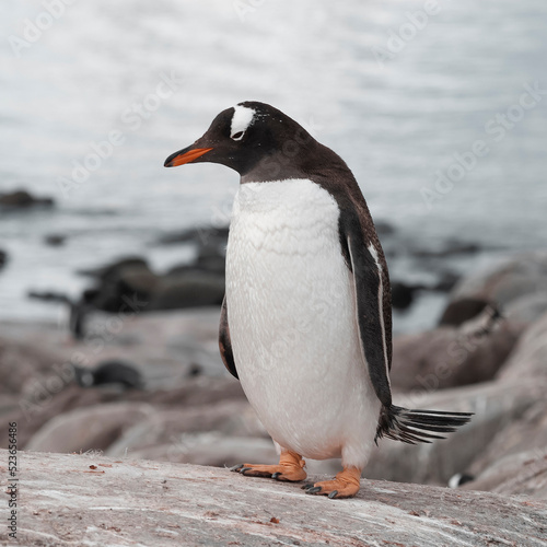  Gentoo Penguin  Pygoscelis papua  Antartica.