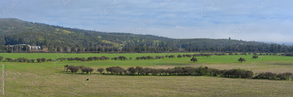 landscape with trees and sky during spring in the region of Maule, Chile