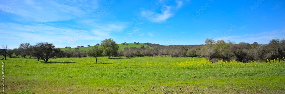 landscape with trees and sky during spring in the region of Maule, Chile landscape with trees and sky during spring in the region of Maule, Chile