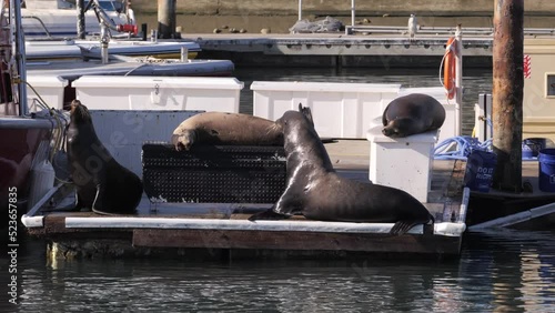 The California sea lion (Zalophus californianus) is a large species of seal, about 2,5 meters long and weighing about 300 kg. They live on the Pacific coast, but mostly on the coast of California.  photo