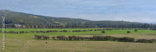 landscape with trees and sky during spring in the region of Maule, Chile
