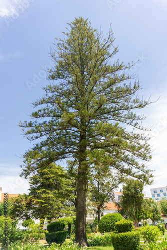 Large beautiful larch tree in a city park