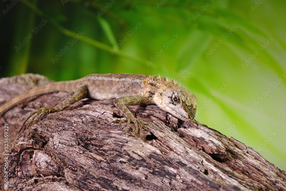 Lizard. Common garden lizard molting on the tree during summer season. Selective focus with copy space Lizard. Common garden lizard molting on the tree during summer season. Selective focus with copy space