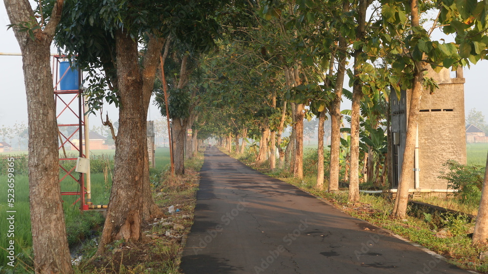 Obraz premium palm tree alley