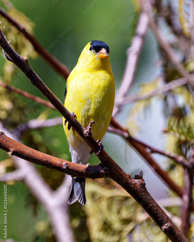 Fototapeta premium American Goldfinch Photo and Image. Finch close-up perched on a branch with a forest background in its environment and habitat surrounding and displaying its yellow feather .plumage.