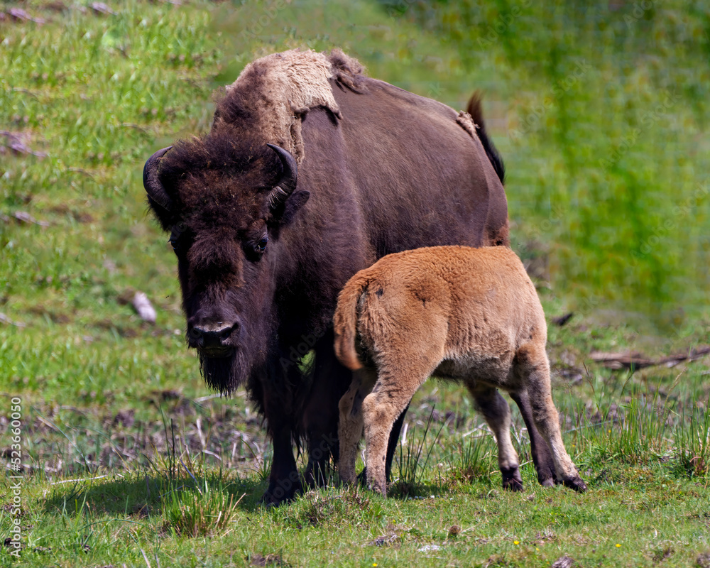 Bison stock photo and image. Bison adult feeding the baby bison in the field in their environment and habitat surrounding. Buffalo Picture. Bison stock photo and image. Bison adult feeding the baby bison in the field in their environment and habitat surrounding. Buffalo Picture.