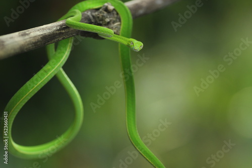 green snake wrapped around a log