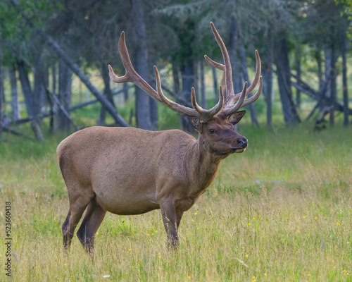 Elk Stock Photo and Image. Bull male walking in the field with a blur forest background in its environment and habitat surrounding  displaying antlers and brown coat fur.