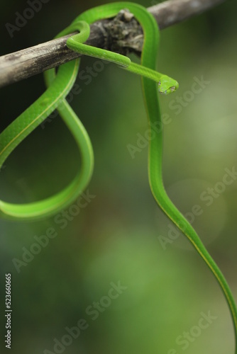 green snake wrapped around a log © ridho