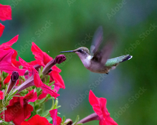 Hummingbird Photo and Image. Ruby throated female feeding on petunias with a green background in its environment and habitat surrounding displaying wingspan and long bill.