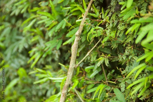 Bicho pau - insetos da ordem Phasmatodea, também denominada Phasmida, Phasmatoptera ou Phasmodea, que mimetizam pedaços de madeira ou gravetos - Stick bug - insects of the order Phasmatodea