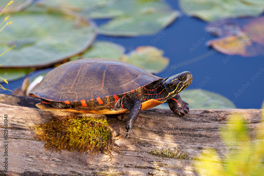 Painted Turtle Photo and Image. Resting on a log in the pond with lily ...