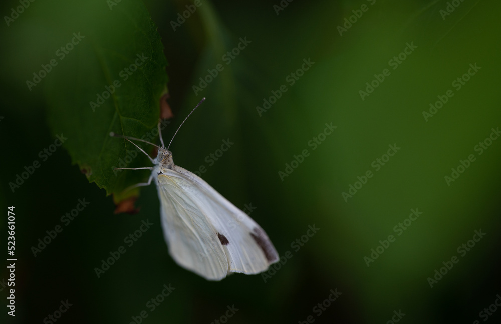Obraz premium butterfly on a green leaf