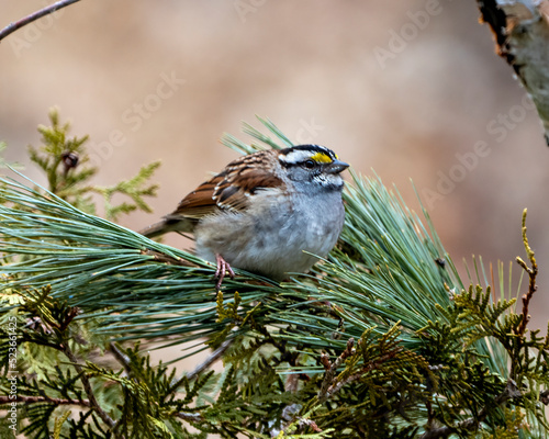 White-throated Sparrow Photo and Image. Sparrow perched on a pine tree branch with a blur background in its environment and habitat surrounding.