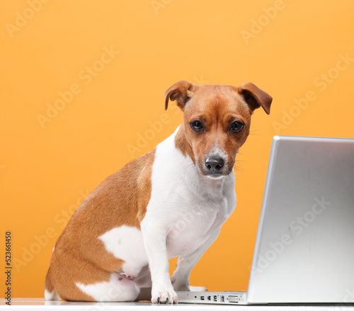 dog uses laptop.portrait of jack russell terrier with laptop on yellow background isolated.business online banking training video call online shopping concept