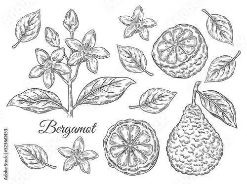 Bergamot, kaffir lime citrus juicy fruit, branch with flower, leaves. Tropical green lemon botanical sketch. Blossom exotic orange. Cosmetic aroma, tea ingredient. Vintage engraving. Hand drawn vector