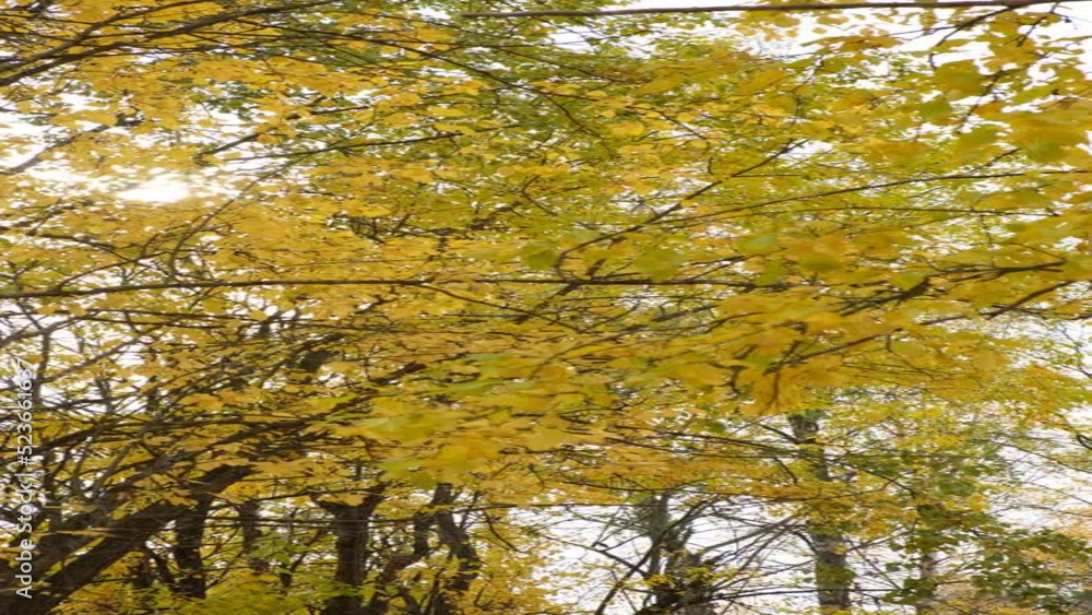 Autumn park or forest. Orange and yellow trees in a light haze. Autumn nature landscape the wind blows and shakes the tree branches Autumn park or forest. Orange and yellow trees in a light haze. Autumn nature landscape the wind blows and shakes the tree branches