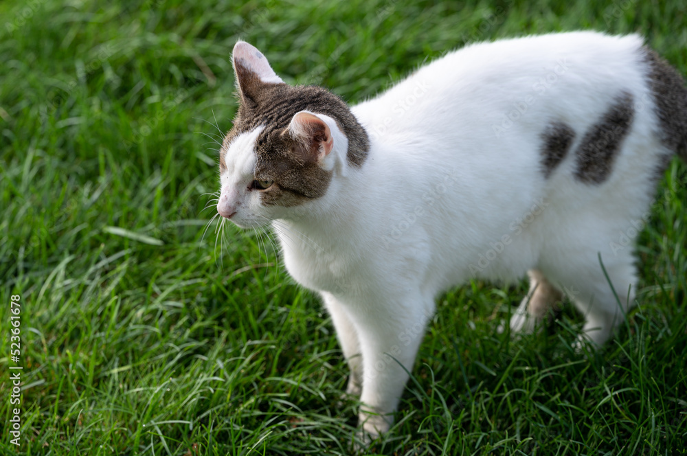 white cat on green grass white cat on green grass