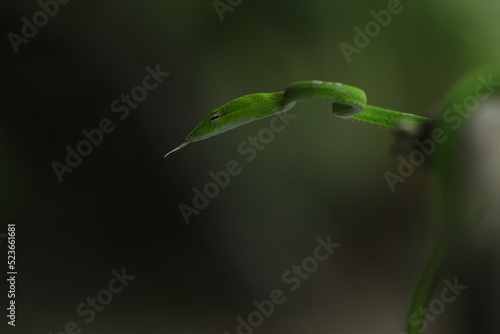 green snake sticking out its tongue