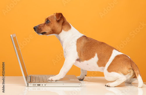 dog uses laptop.portrait of jack russell terrier with laptop on yellow background isolated.business online banking training video call online shopping concept © serhii