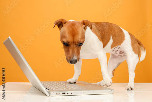 dog uses laptop.portrait of jack russell terrier with laptop on yellow background isolated.business online banking training video call online shopping concept